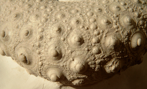 Phymosoma princeps