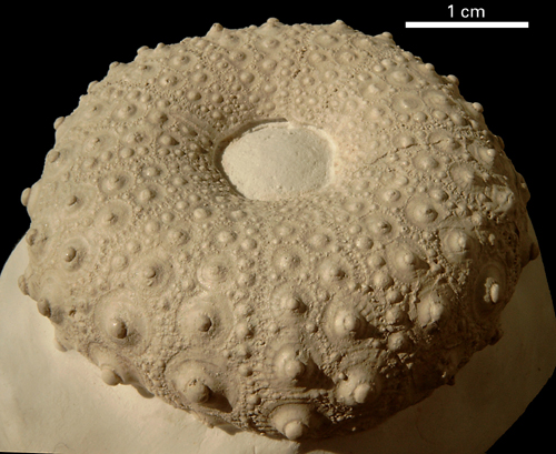 Phymosoma princeps