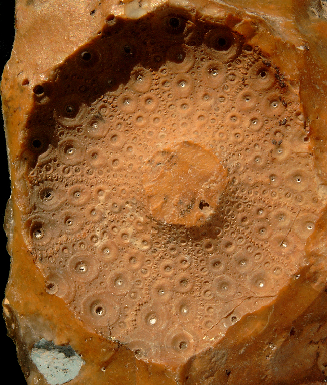 Phymosoma princeps