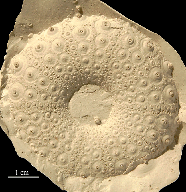 Phymosoma princeps