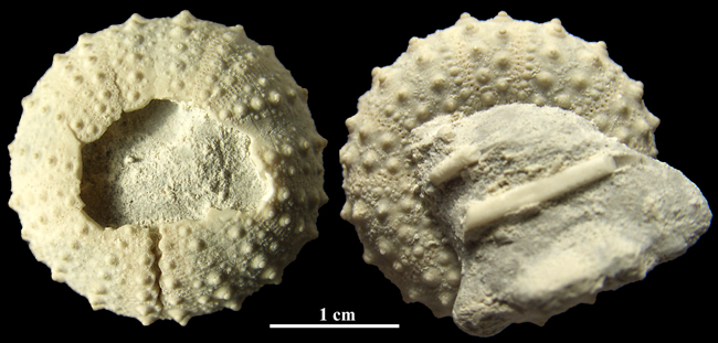 Phymosoma corollare?
