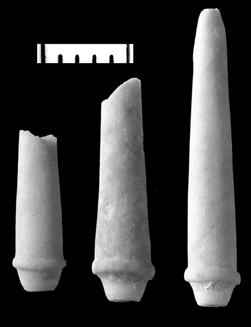 Phymosoma sp. Ivö