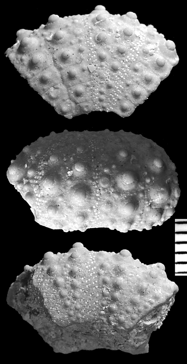 Phymosoma sp. Ivö
