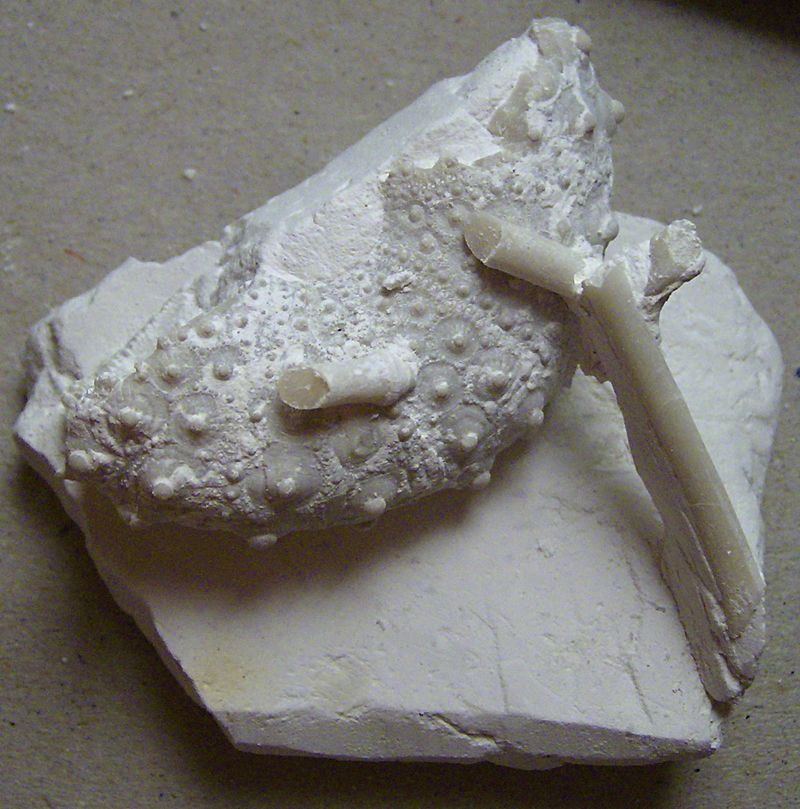 Phymosoma princeps?