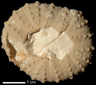 Phymosoma magnificum