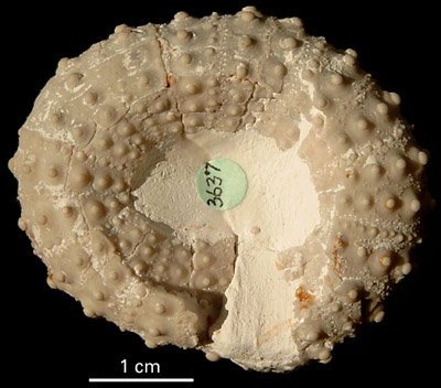 Phymosoma magnificum