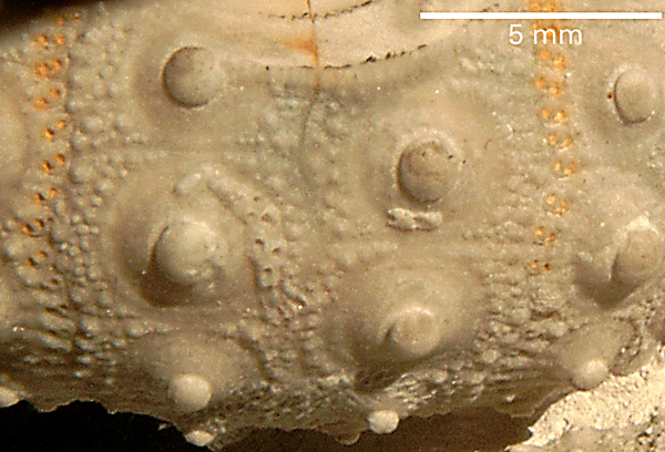 Phymosoma sp.