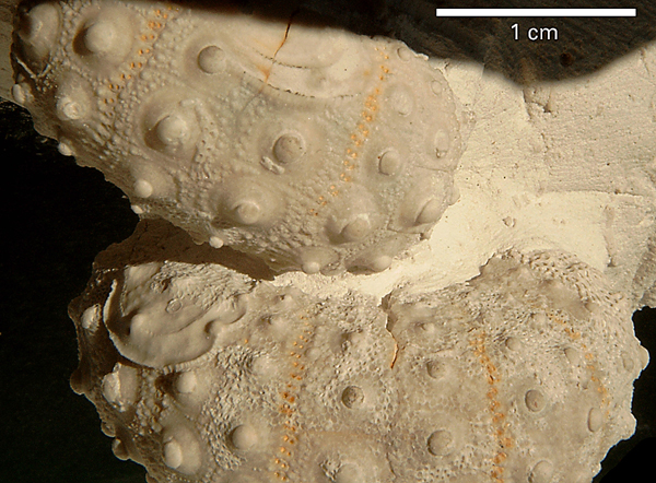 Phymosoma sp.