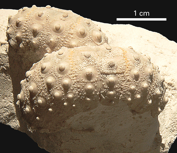 Phymosoma sp.