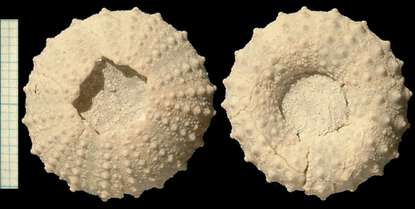 Phymosoma sp.