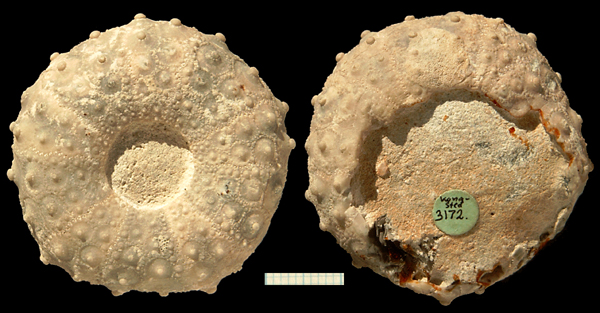 Phymosoma sp. eksemplar 1