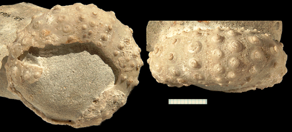 Phymosoma sp. eksemplar 2