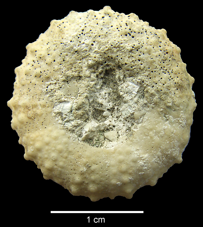 Phymosoma, Ivö