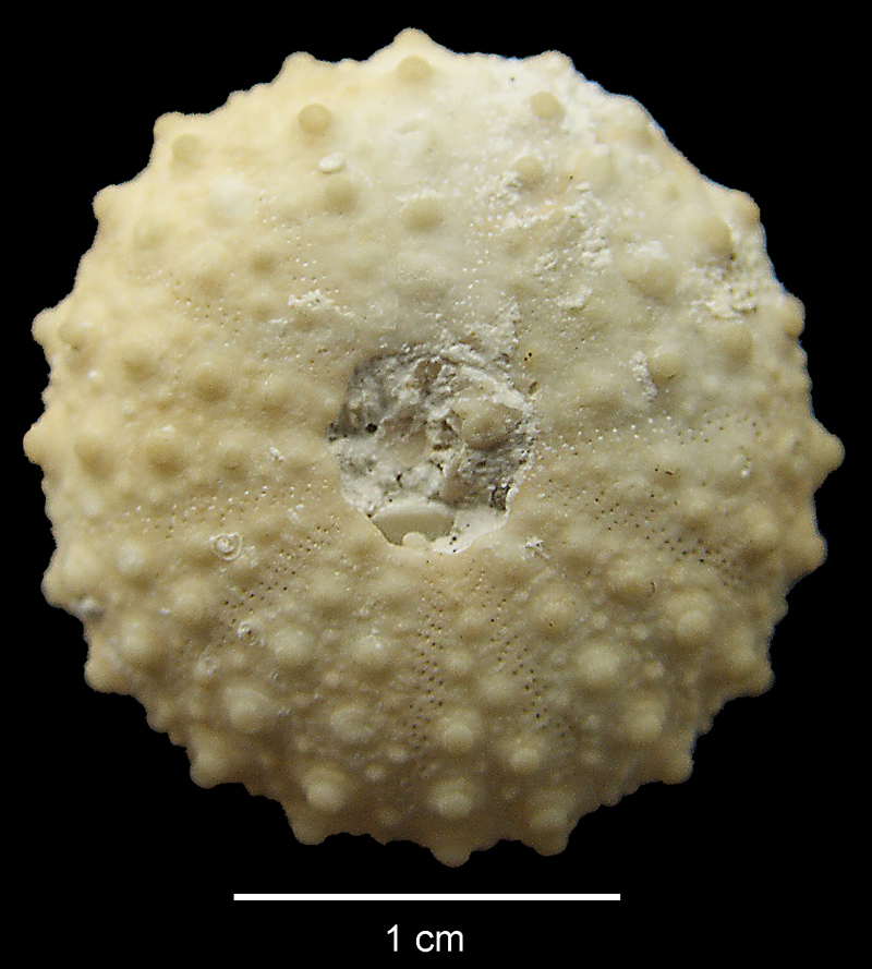 Phymosoma, Ivö