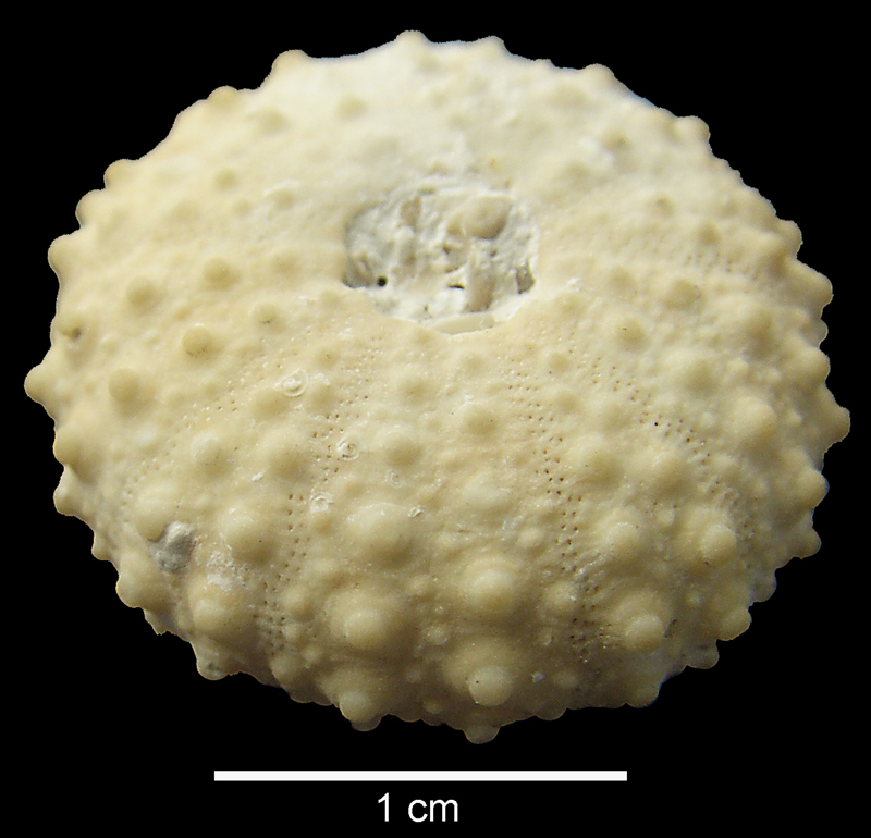 Phymosoma, Ivö