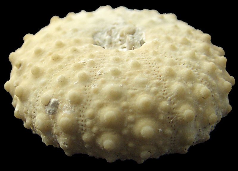 Phymosoma, Ivö