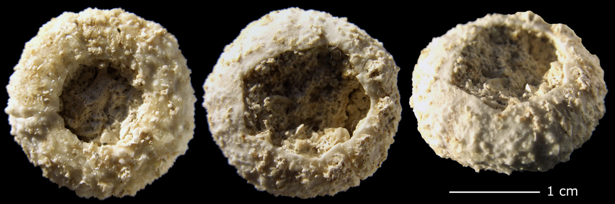Phymosomatoida, Ignaberga