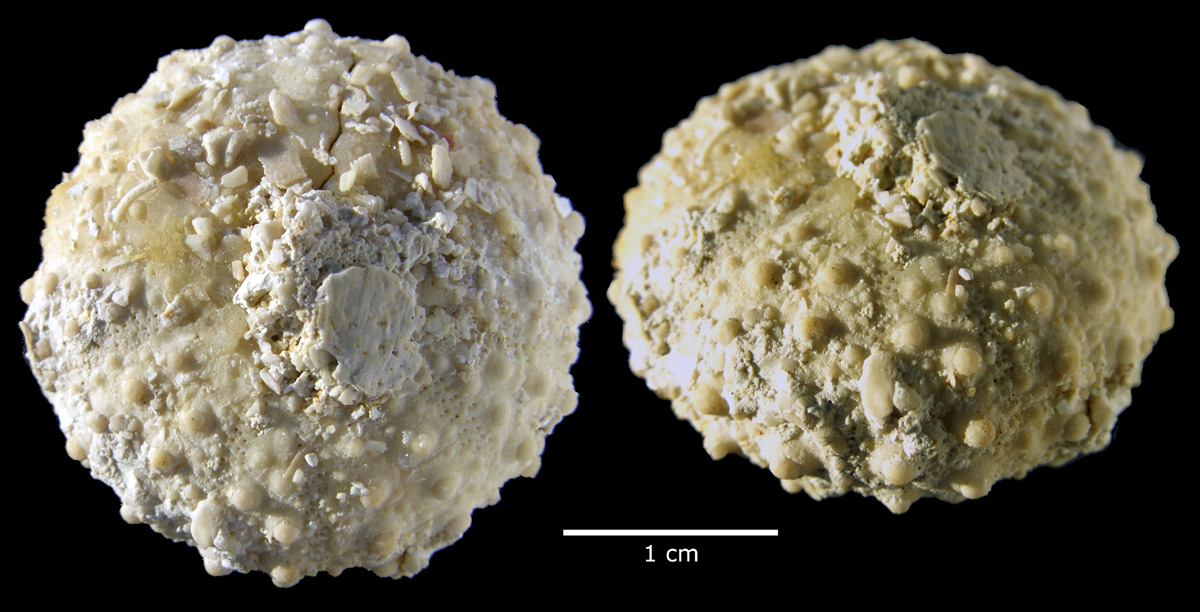 Phymotaxis sp., Ivö