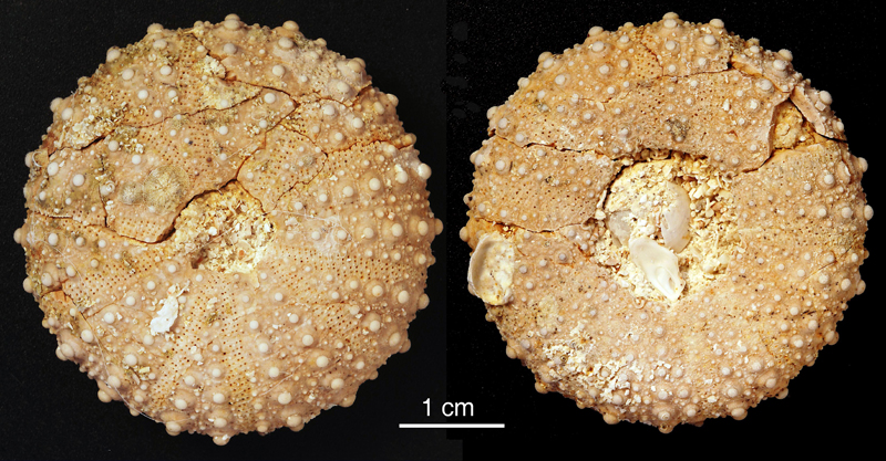 Phymotaxis sp., Ivö