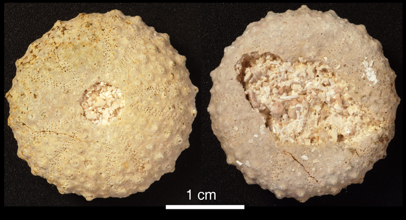 Phymotaxis sp., Ivö