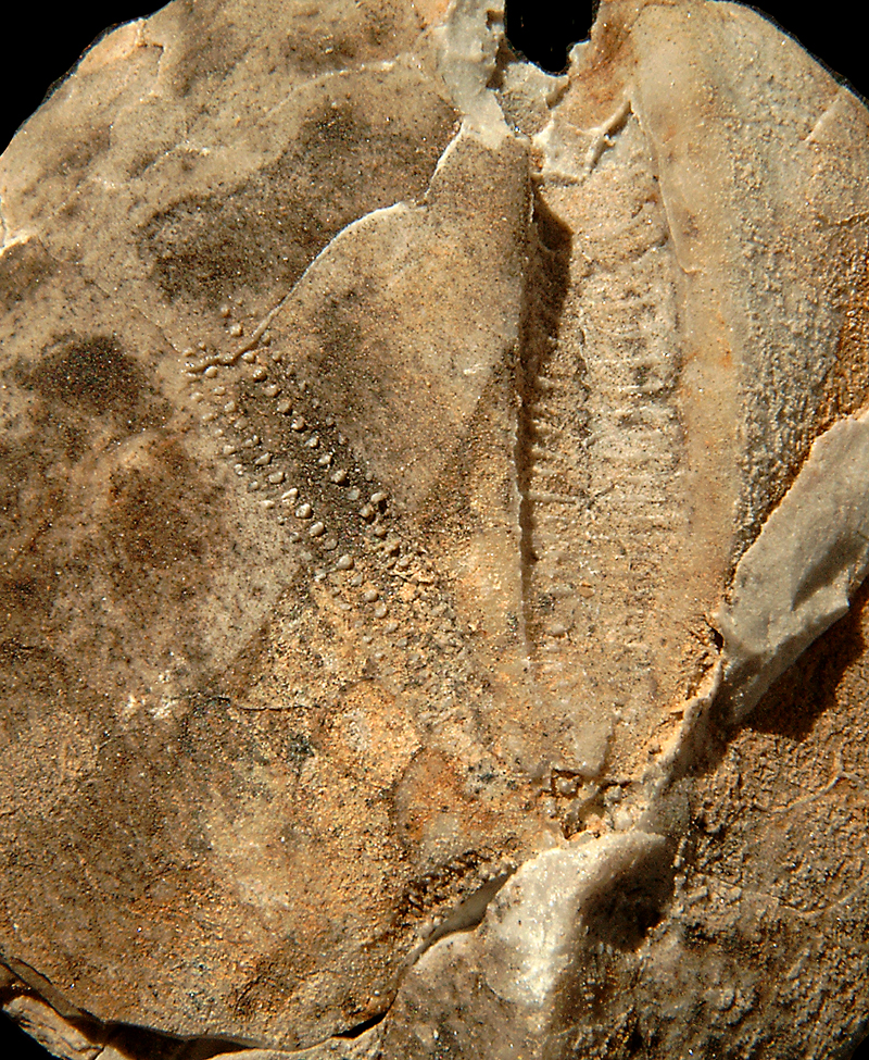 Proraster desori, stenkerne, Sen Danien
