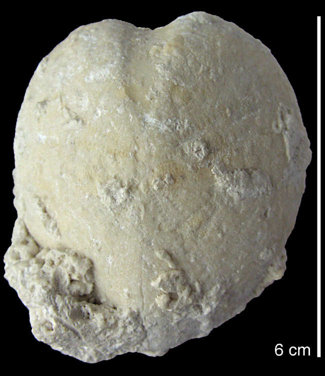 Pseudholaster faxensis