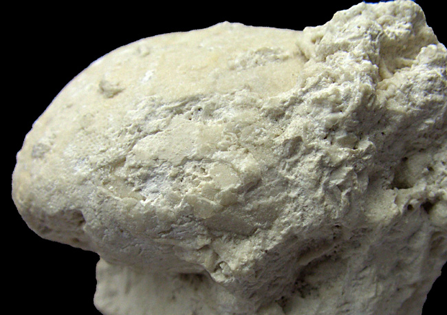 Pseudholaster faxensis