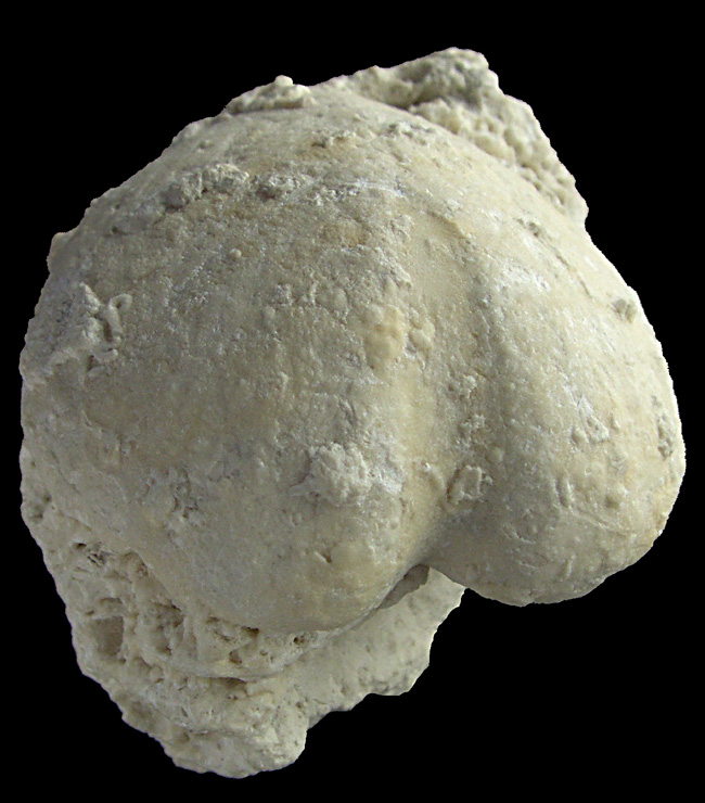 Pseudholaster faxensis