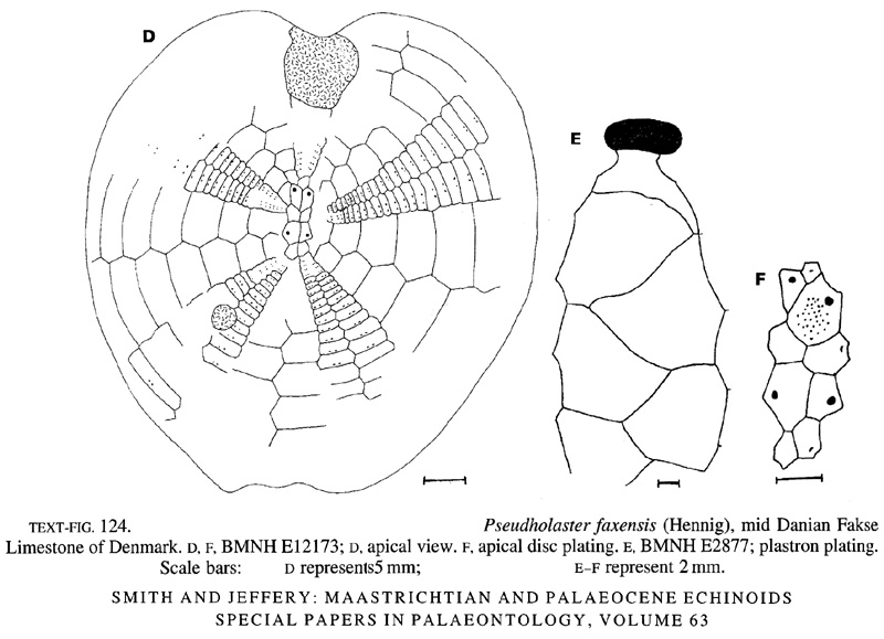 fig after Smith & Jeffery 2000, textfig 124