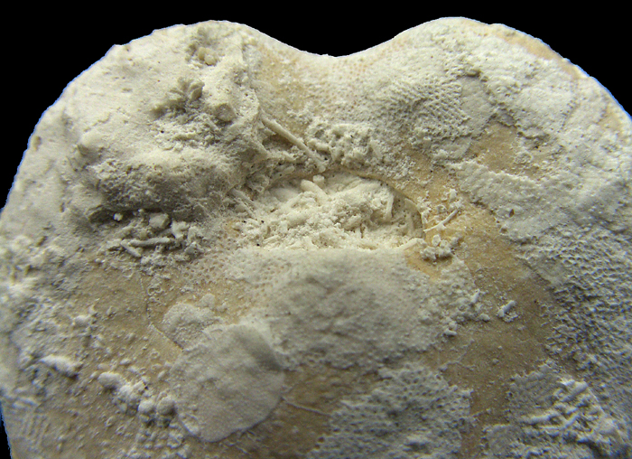 Pseudholaster faxensis