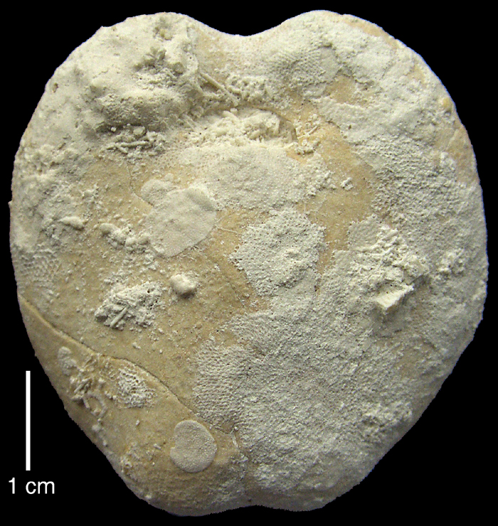 Pseudholaster faxensis