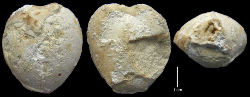 Pseudholaster faxensis