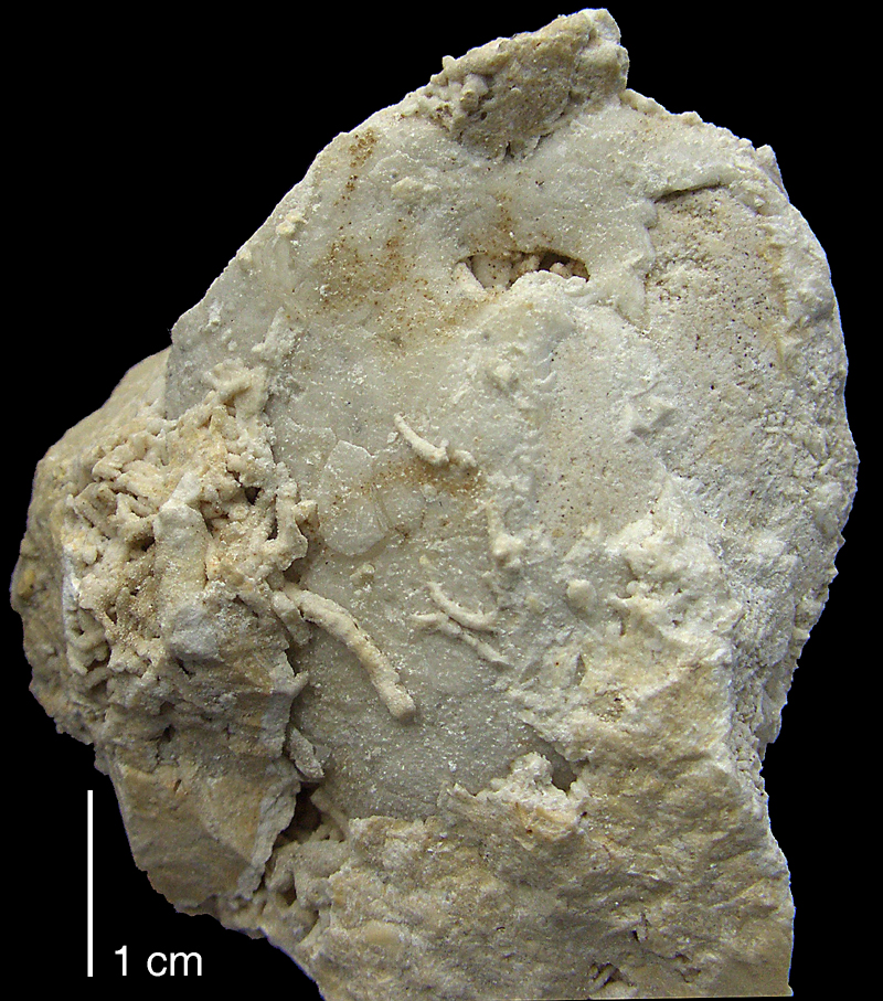 Pseudholaster faxensis