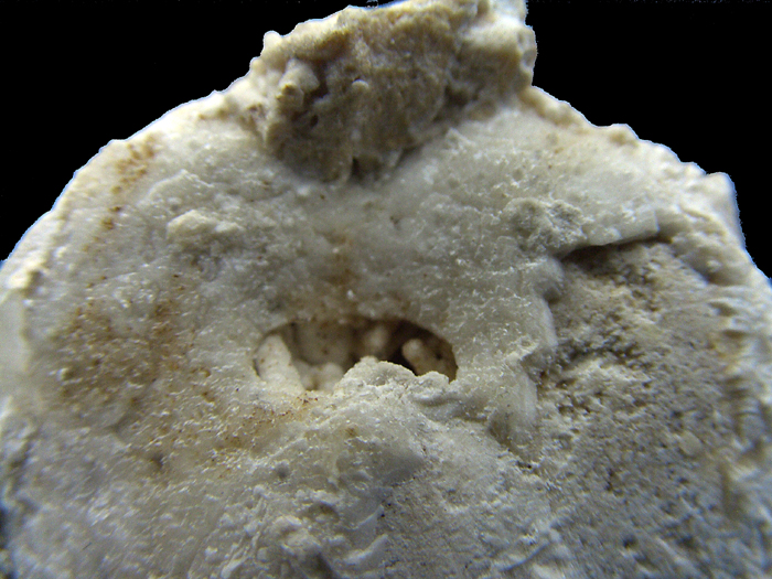 Pseudholaster faxensis