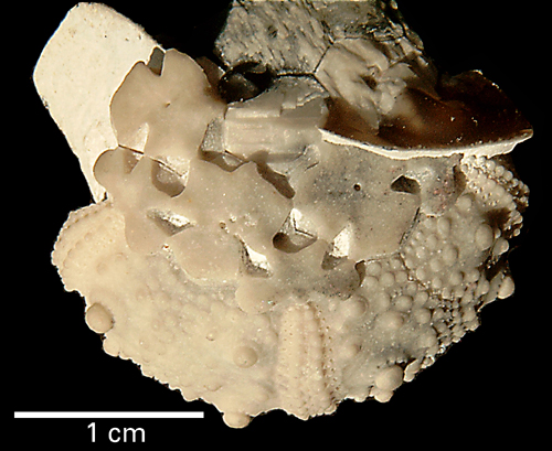 Salenia anthophora