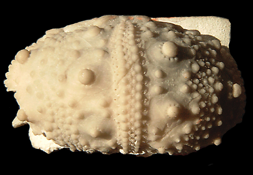 Salenia anthophora