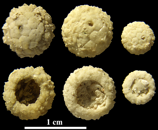 Salenia areolata