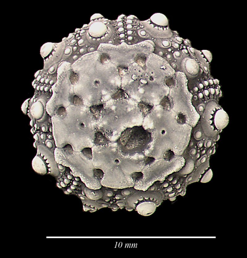 Salenia belgica, overside