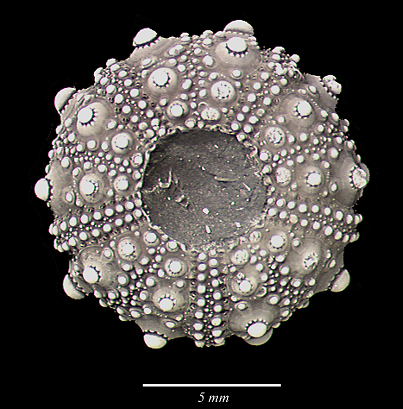 Salenia belgica - underside