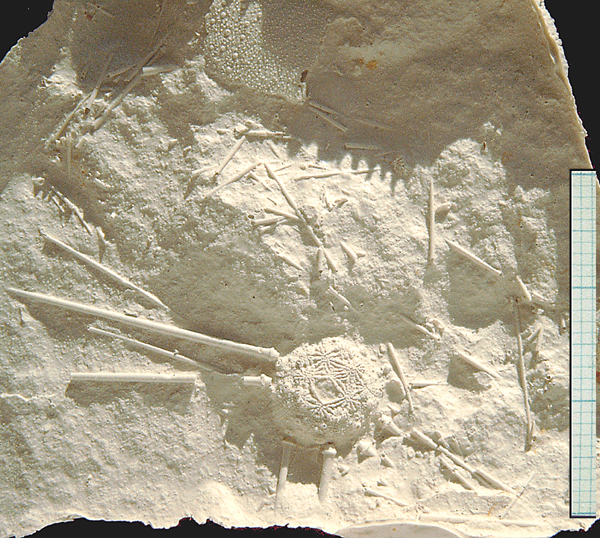 Hyposalenia heliophora