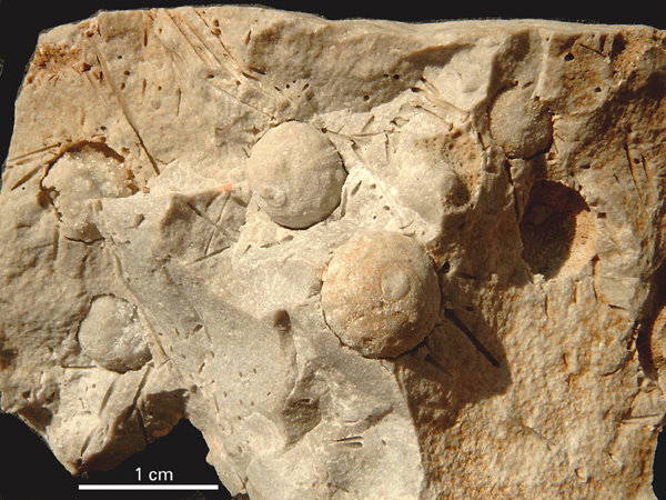 Hyposalenia heliophora