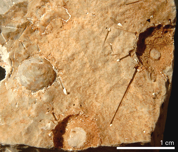 Hyposalenia heliophora
