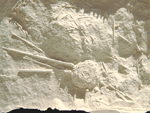 Hyposalenia heliophora
