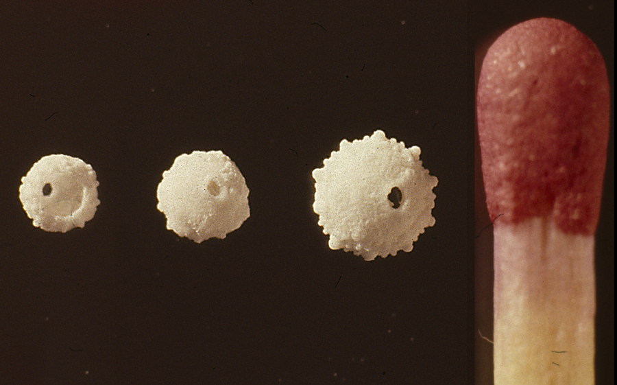 Salenia selandica, Faxe