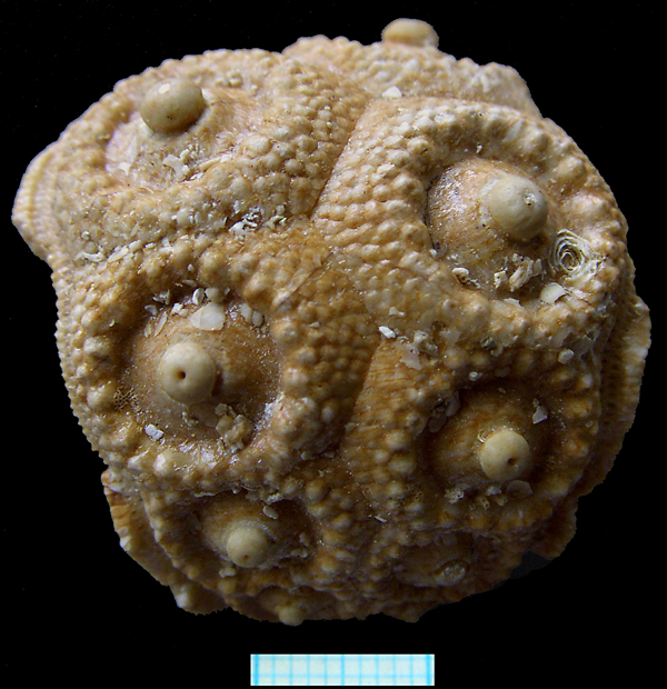 Stereocidaris sp.