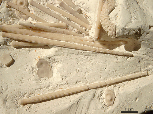 Stereocidaris subvesiculosa