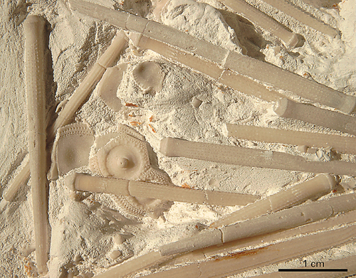 Stereocidaris subvesiculosa
