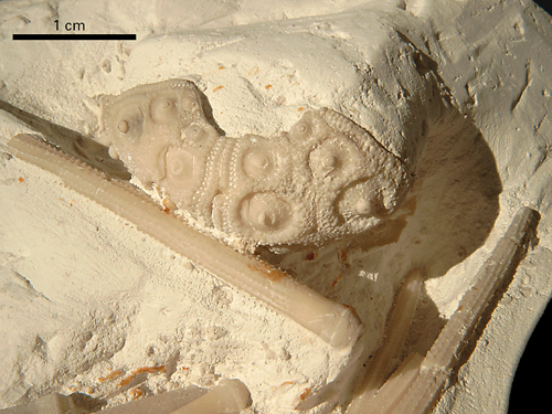Stereocidaris subvesiculosa