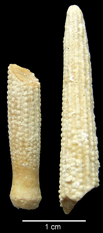 Stereocidaris spine, pig, Ivö