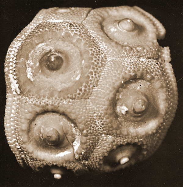 Stereocidaris pistillum